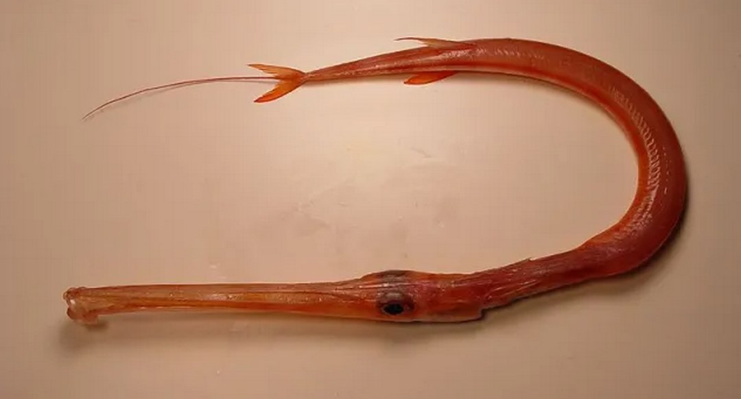 Cá chìa vôi là hải sản quý chủ yếu sống ở vùng nước mặn