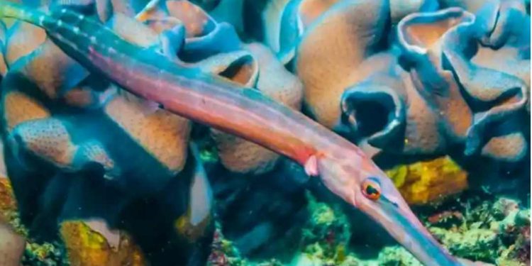 Một số loại chìa vôi có thể thay đổi màu sắc để thích nghi