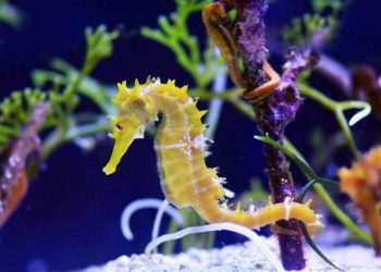 Cá ngựa chủ yếu sống ở vùng nước mặn, có hình dáng độc đáo