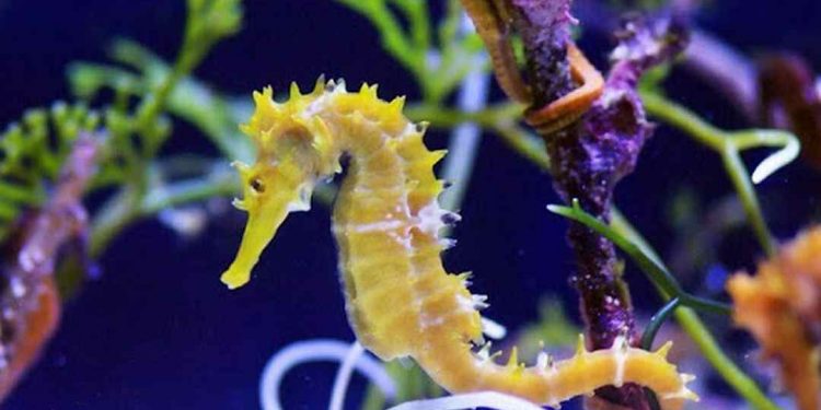 Cá ngựa chủ yếu sống ở vùng nước mặn, có hình dáng độc đáo