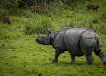 Tê giác là loại động vật trên cạn có kích thước to lớn thứ 2 trên Trái đất