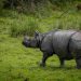 Tê giác là loại động vật trên cạn có kích thước to lớn thứ 2 trên Trái đất
