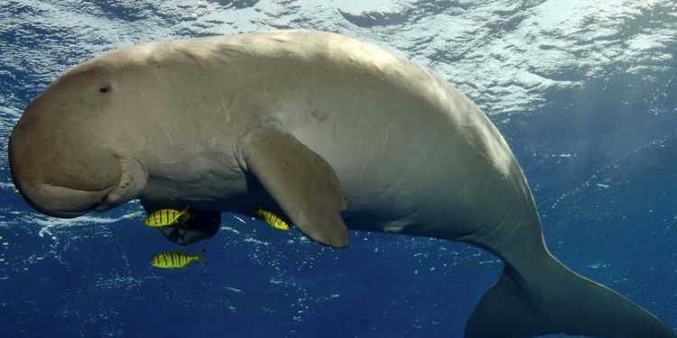 Sống ở dưới nước thi thoảng sẽ nổi lên mặt nước