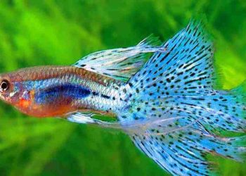 Cá hoàng đế ăn gì?