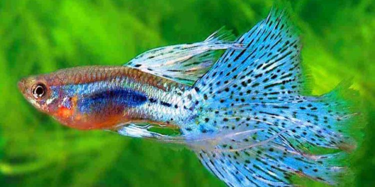 Cá hoàng đế ăn gì?