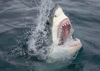 Loài động vật biển nguy hiểm cho con người 