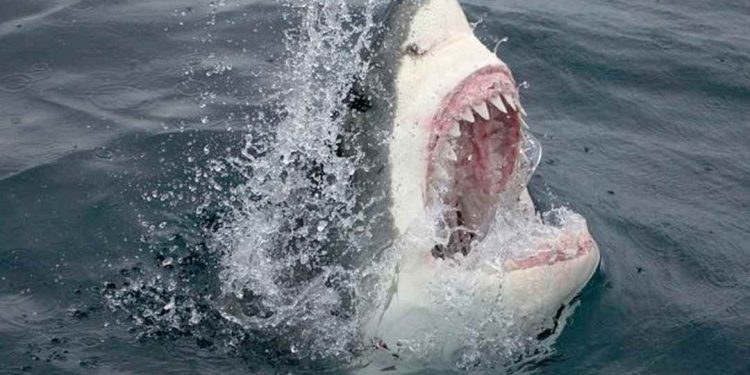 Loài động vật biển nguy hiểm cho con người