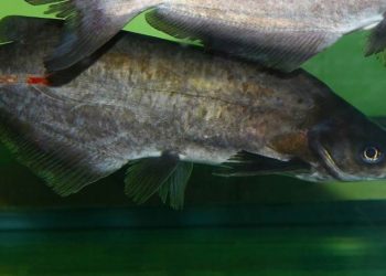 Cá ngạch, đặc điểm và những điều cần biết khi nuôi cá