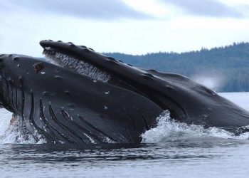 Loại cá này hầu như chỉ ăn moi lân
