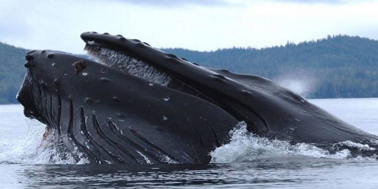 Loại cá này hầu như chỉ ăn moi lân