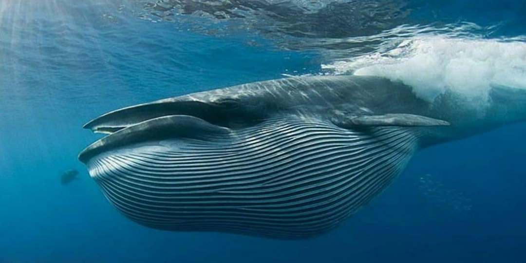Cá voi xanh xao loại động vật hoang dã lớn số 1 trái đất rất cần được bảo tồn