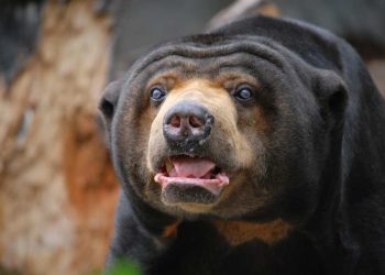 Quá trình sinh sản của gấu chó