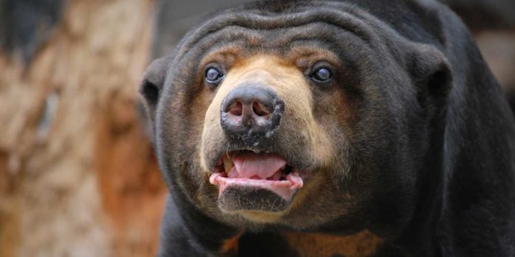 Quá trình sinh sản của gấu chó