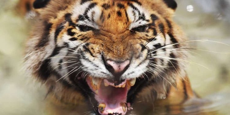  Bengal là chúa sơn lâm có phong thái tự tin, hùng dũng 