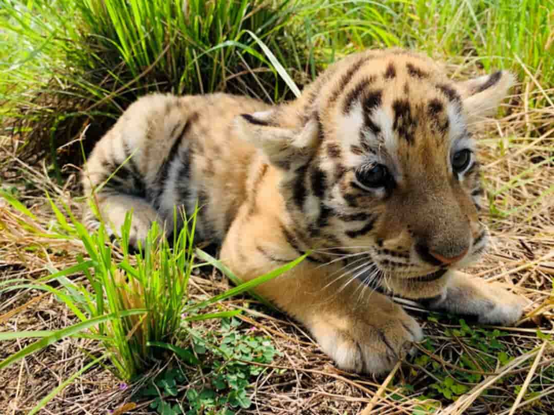 Con non của hổ Bengal 
