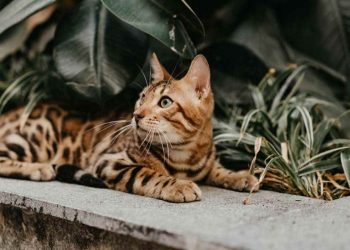 Loài động vật quý hiếm cần được bảo tồn hiện nay