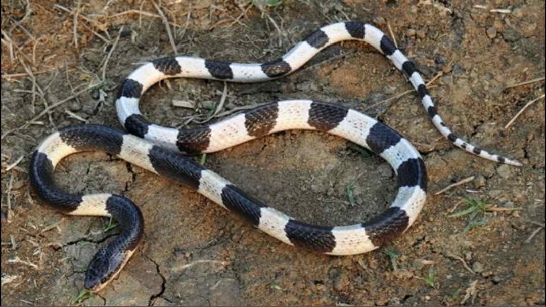 Giới thiệu chung về rắn cạp nong