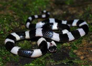 Một trong các sát thủ nguy hiểm cho con người