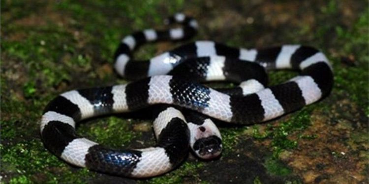 Một trong các sát thủ nguy hiểm cho con người