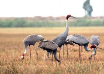 Sếu đầu đỏ - Loài chim quý cần con người bảo tồn và bảo vệ