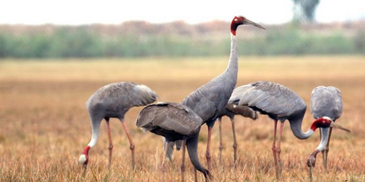 Sếu đầu đỏ - Loài chim quý cần con người bảo tồn và bảo vệ