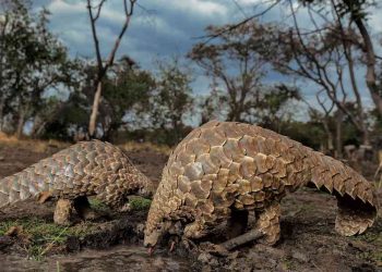 Tê tê loài động vật hiếm đang có nguy cơ tuyệt chủng cao