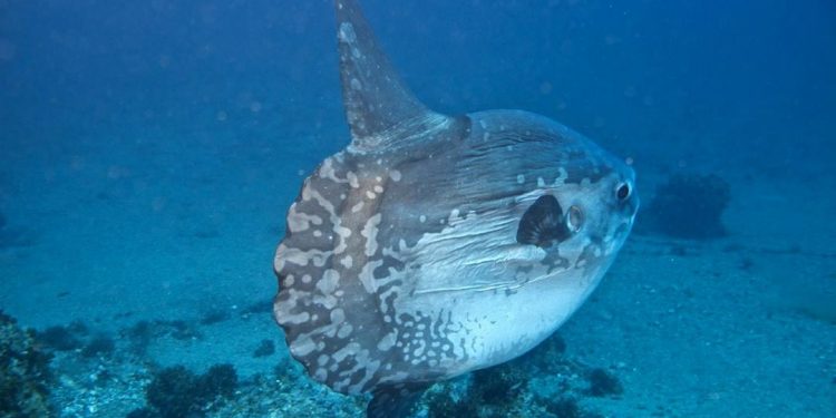  Hay lặn sâu dưới đáy biển trong thời gian dài