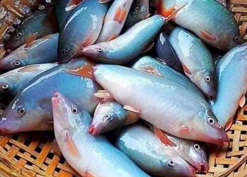 Cá heo nước ngọt là một đặc sản nổi tiếng của bà con miền Tây