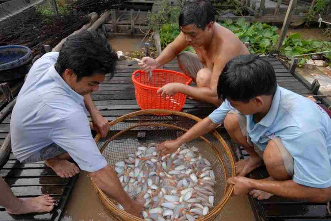 Mô hình nuôi cá heo nước ngọt ngày càng được nhân rộng