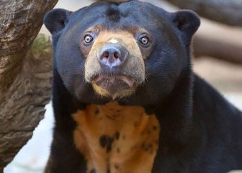 Gấu chó là loài nhỏ nhất trong các họ nhà Gấu