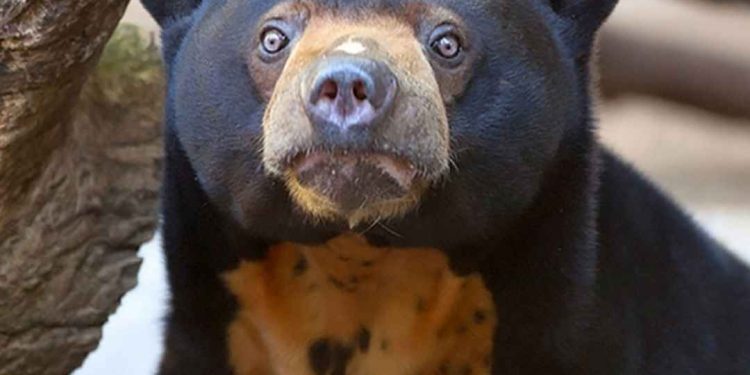 Gấu chó là loài nhỏ nhất trong các họ nhà Gấu