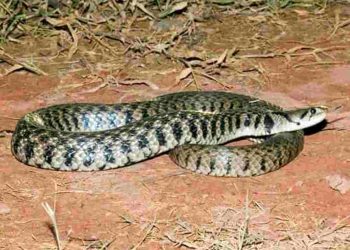 Rắn hổ trâu quen thuộc với nhiều người nhất là khu vực miền Bắc