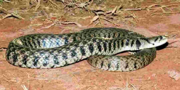 Rắn hổ trâu quen thuộc với nhiều người nhất là khu vực miền Bắc