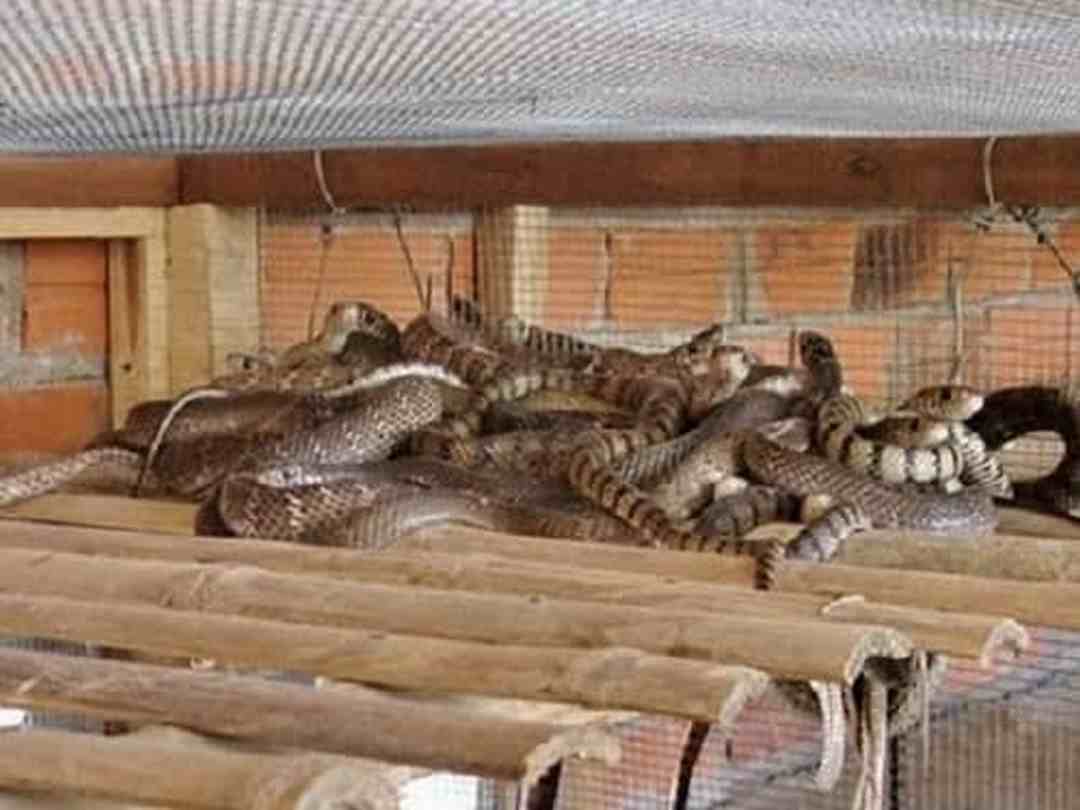 Có rất nhiều mô hình chuồng nuôi rắn hổ trâu được áp dụng