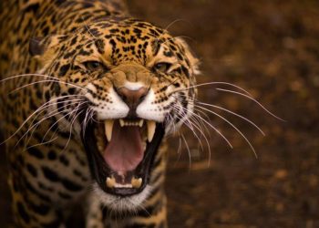 Tuổi thọ của Báo đốm kéo dài từ 15-20 năm