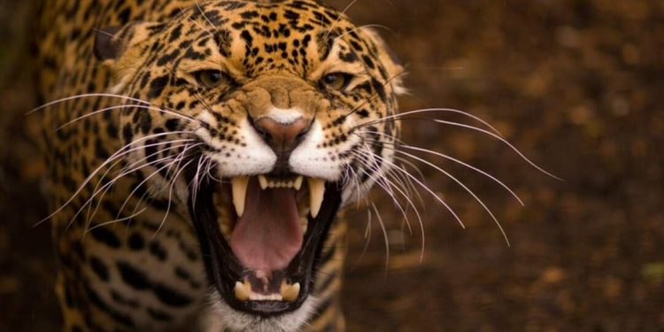 Tuổi thọ của Báo đốm kéo dài từ 15-20 năm