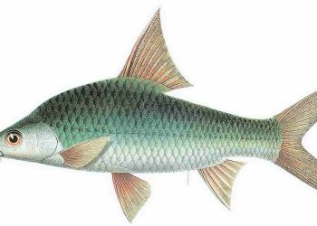 Cá cóc là một đặc sản nổi tiếng tại miền Tây 