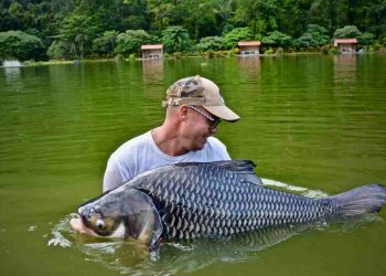 Cá hô có kích thước lớn nhất trong các loài cá thuộc họ cá chép 