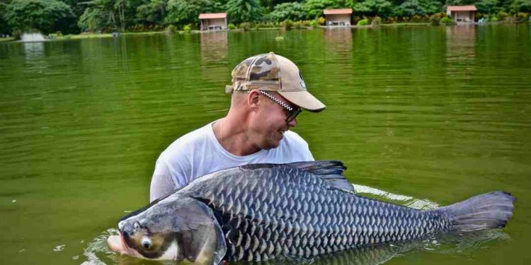 Cá hô có kích thước lớn nhất trong các loài cá thuộc họ cá chép