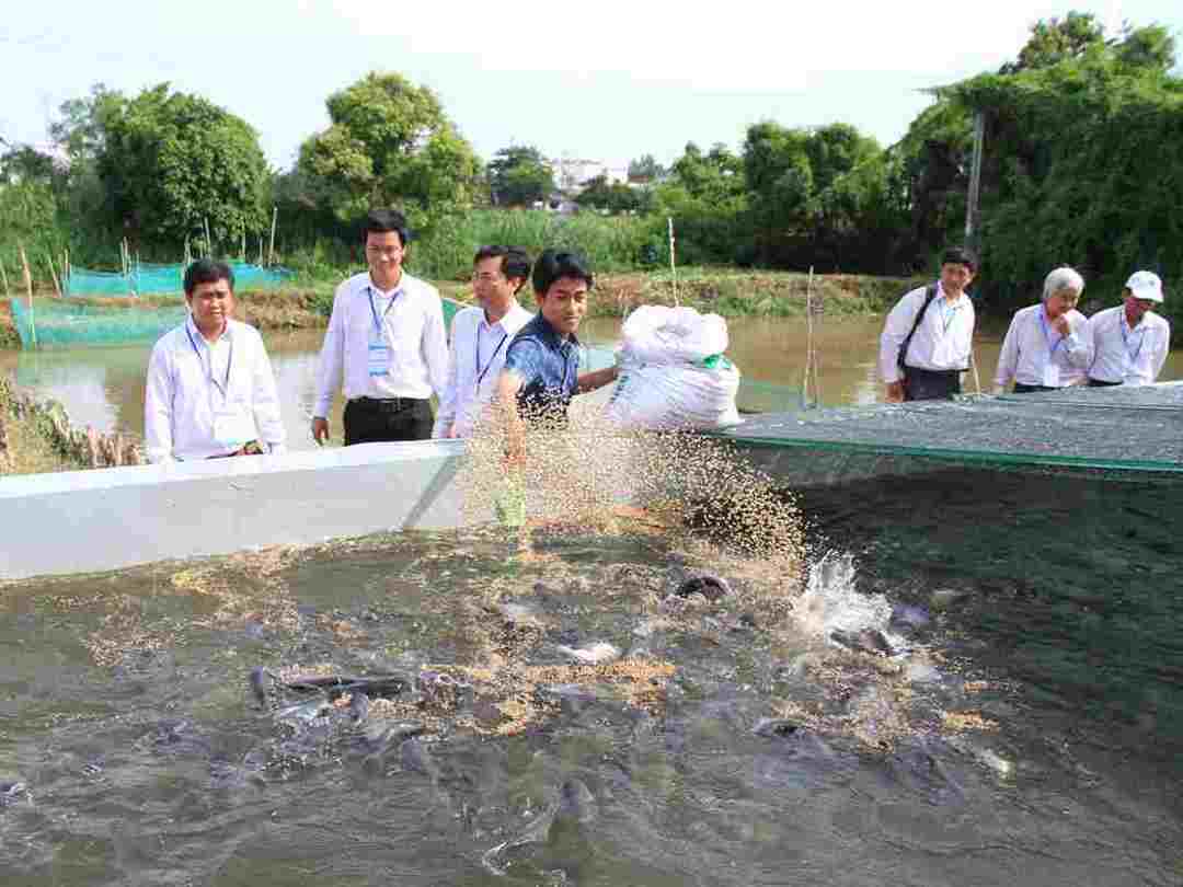 Cá hô là loài ăn tạp, chúng có thể ăn nhiều loại thức ăn khác nhau 