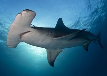 Cá mập đầu búa sở hữu thân hình độc và lạ
