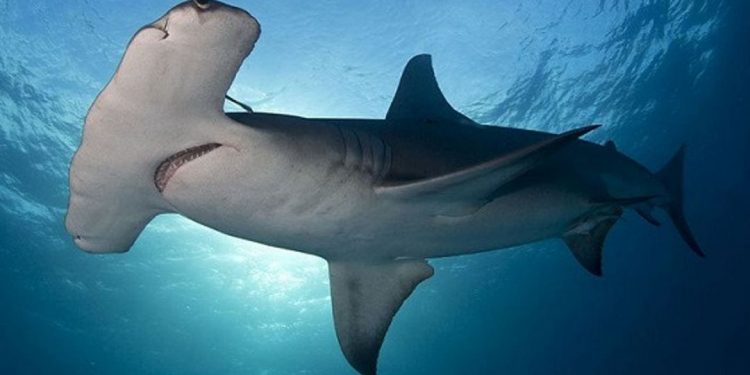 Cá mập đầu búa sở hữu thân hình độc và lạ