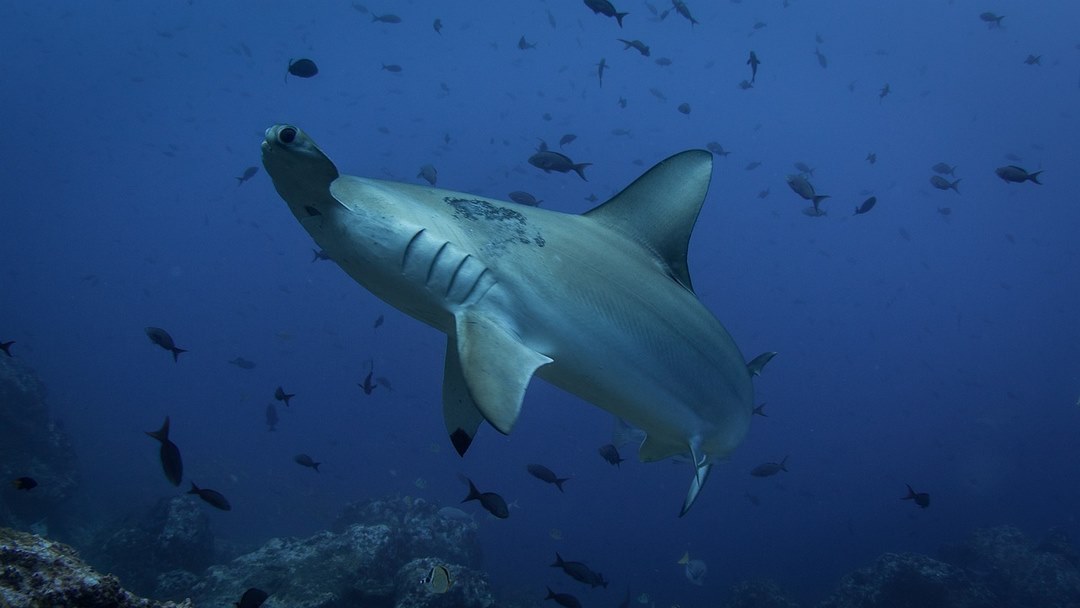 Có hơn 10 loài cá mập cùng họ với cá mập đầu búa