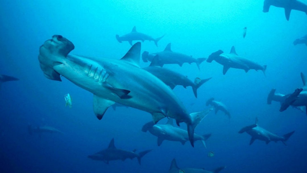 Cá mập đầu búa có thể chứa và ăn tất cả các loài vật biển khác nhau