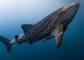 Cá nhám voi là loài động vật có xương sống không phải thú to nhất