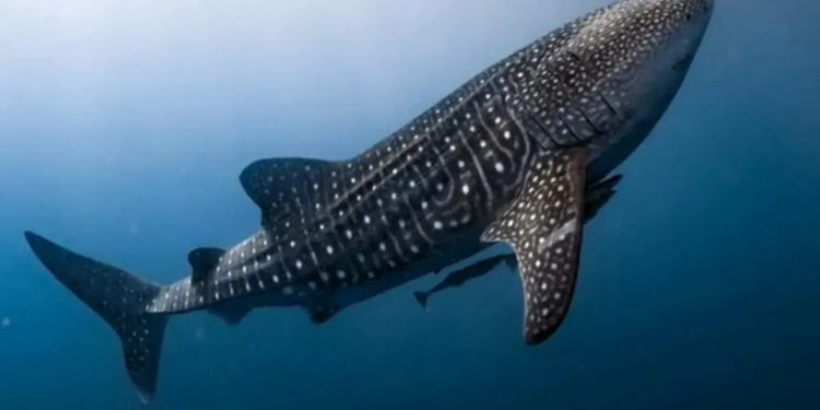 Cá nhám voi là loài động vật có xương sống không phải thú to nhất