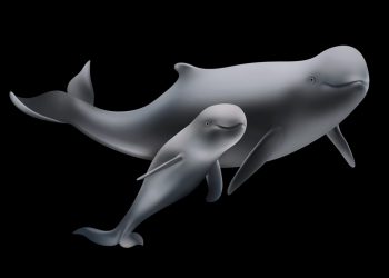 Cá nược có đặc điểm sinh sản khá khác biệt