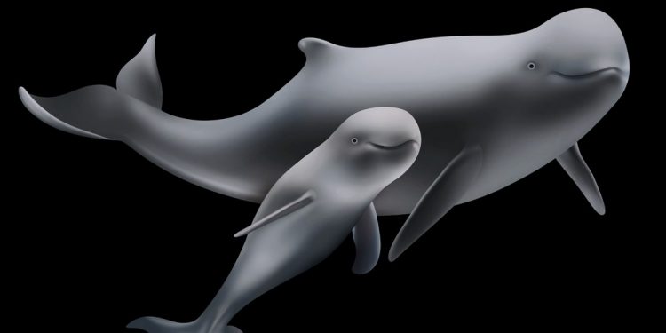 Cá nược có đặc điểm sinh sản khá khác biệt