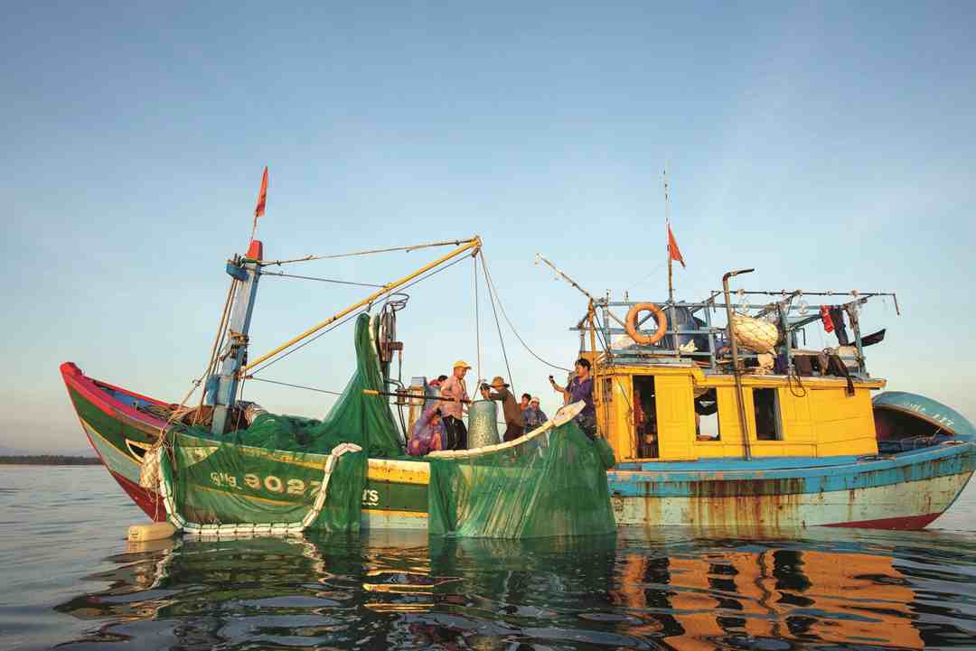 Hiện nay nhà nước cấm các hoạt động đánh bắt, mua bán loại cá quý hiếm này 