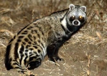 Chồn hương sống theo kiểu hoang dã